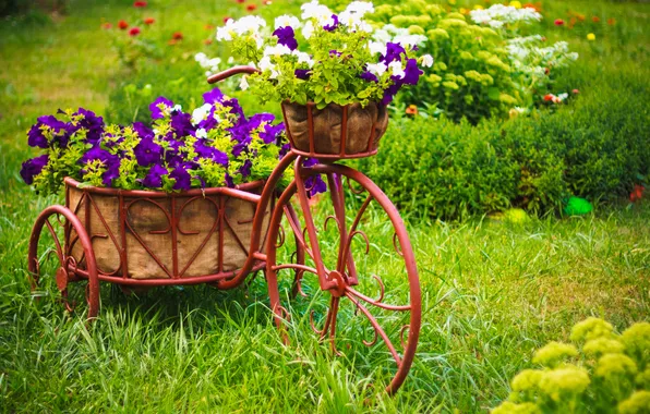 Цветы, велосипед, flowers, петуния, Biking, Petunia