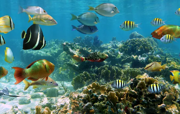 Fish, coral, coral reef, exotic, cozumel, coral reef fish, exotic fish