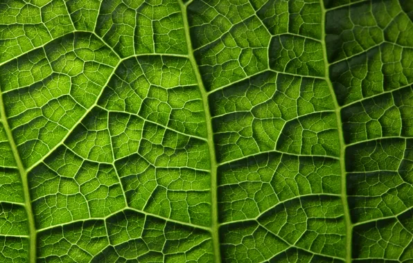 Картинка green, leaf, plant