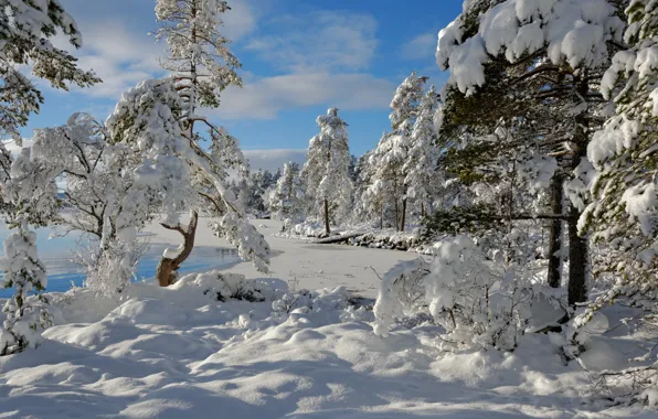 Зима, снег, деревья, Норвегия, Norway, Hedmark Fylke, Nordset
