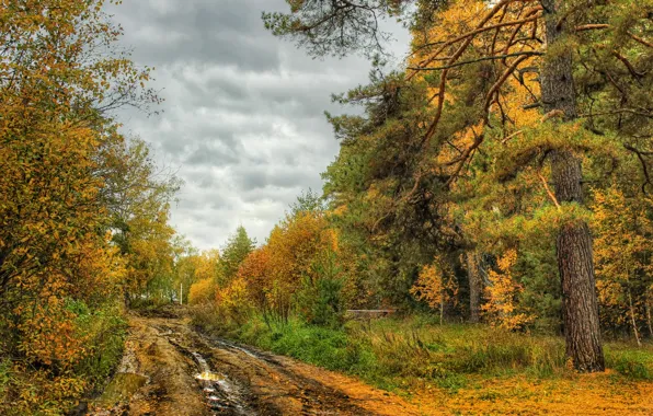 Дорога, осень, деревья, природа, фото