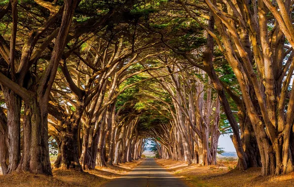 Trees, landscape, sunlight