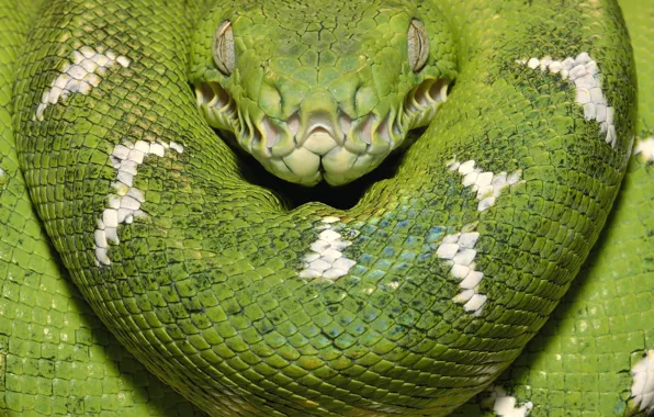 Зеленый, змея, Древесный Боа
