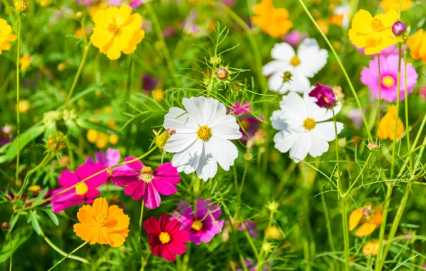 Картинка поле, лето, небо, цветы, colorful, summer, розовые, field