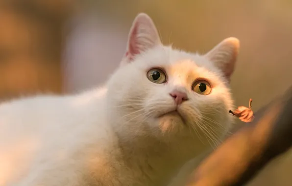 Картинка осень, кошка, белый, кот, взгляд, морда, свет, ветки