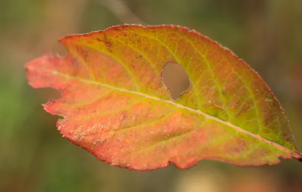 Autumn, color, leaf, plant, fall, twig