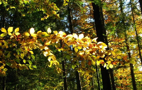 Картинка Осень, Деревья, Листья, Fall, Autumn, Trees, Leaves