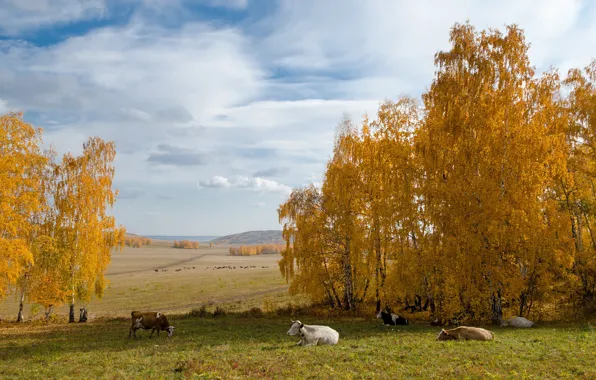 Поле, осень, коровы