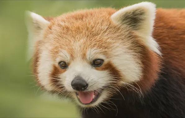 Взгляд, улыбка, портрет, панда, красная панда, smile, look, panda