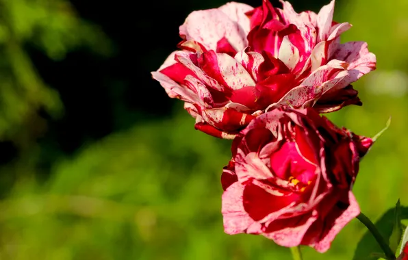 Red, pink, roses, blooming