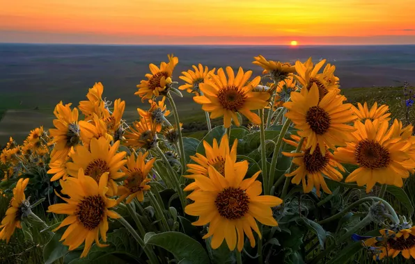 Sunset, valley, sunflowers