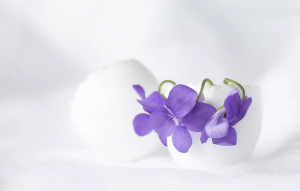 Цветы, анютины глазки, композиция, фиалки