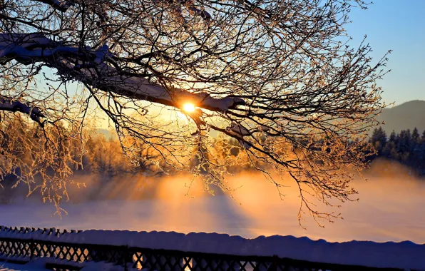 Картинка небо, солнце, снег, ветки, дерево, Зима
