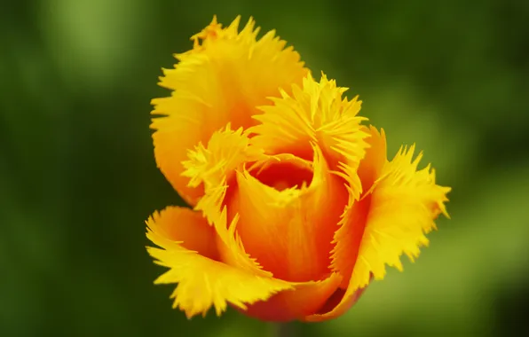 Цветок, желтый, тюльпан, махровый