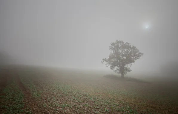 Поле, туман, дерево, утро