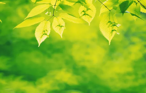 Картинка лето, лист, зеленые, листочки