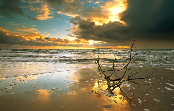 Картинка море, пляж, закат, тучи, ветка