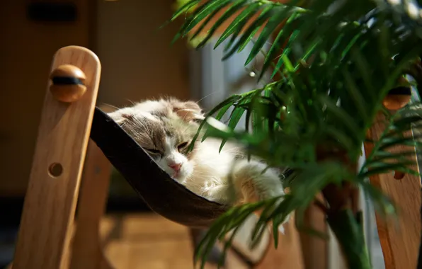 Картинка кошка, кот, комната, растение, лежа