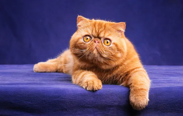 Кошка, кот, взгляд, морда, поза, котенок, портрет, лапки