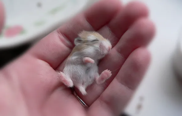 Рука, маленький, мышка, малыш, бежевый, хомячок