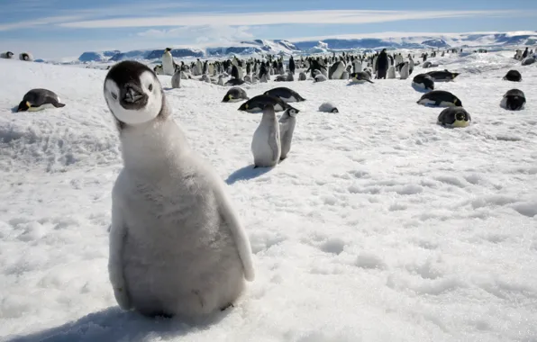 Взгляд, снег, пингвин, любопытство