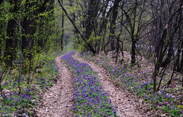 Forest, ukraine, road of flowers