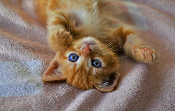 Глаза, кот, котенок, лапки, голубые, рыжий, милый, лежит