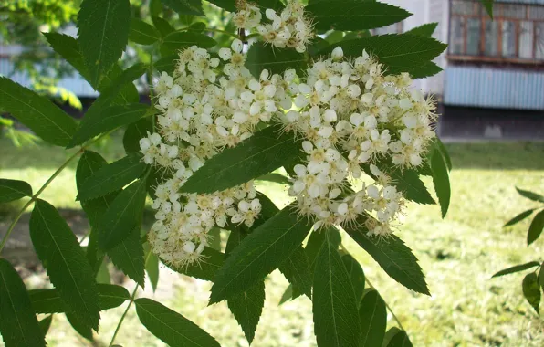 Цветы, белые цветы, рябина, цветущая ветвь
