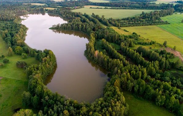 Лес, деревья, озеро, поля, Эстония, вид сверху, Lake Kuuni