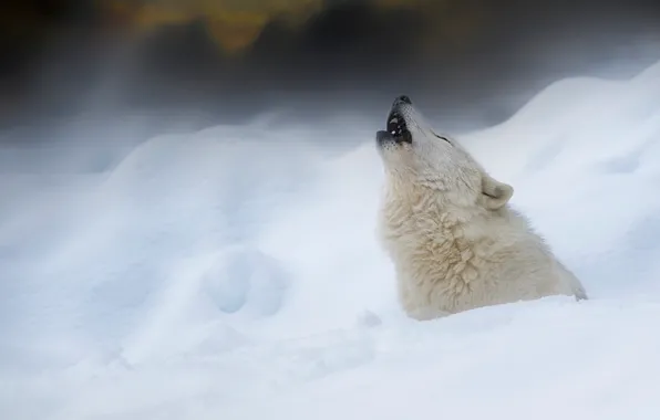Картинка зима, снег, волк, Полярный волк