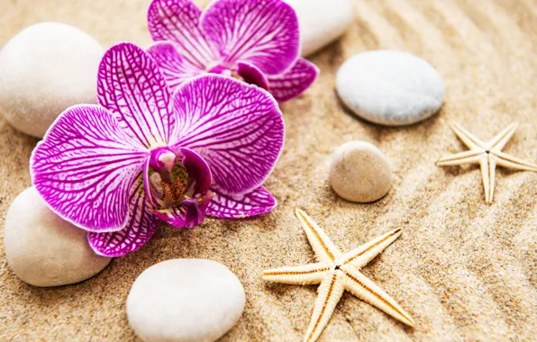Картинка песок, цветы, камни, орхидея, pink, flowers, sand, orchid