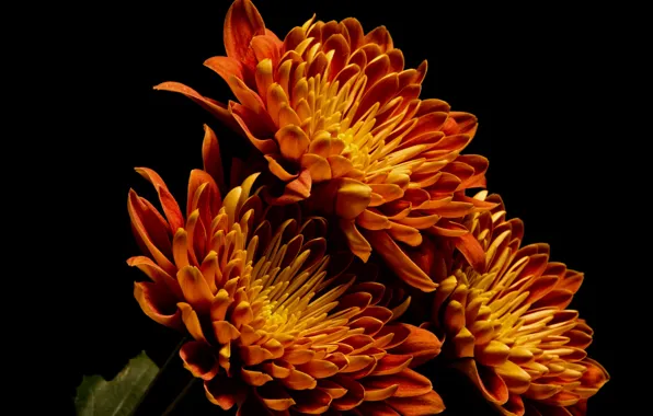 Цветы, природа, фон