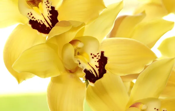 Цветы, желтые, лепестки, орхидеи