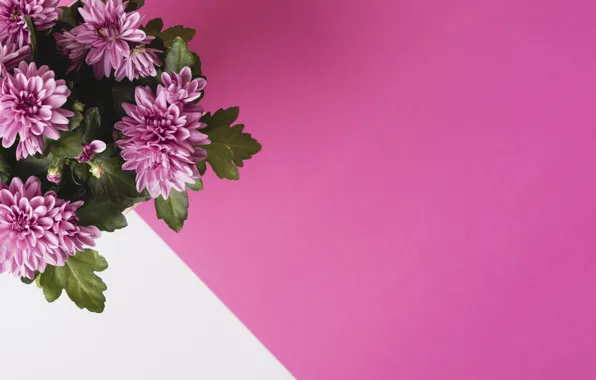 Картинка фон, букет, flower, bouquet, Chrysanthemum