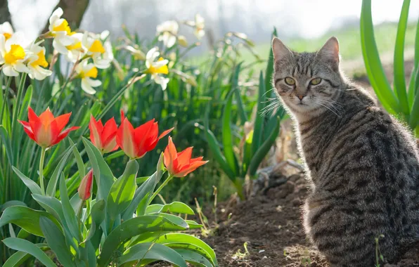 Cat, spring, Tulip, parks, gardens, Narcissus