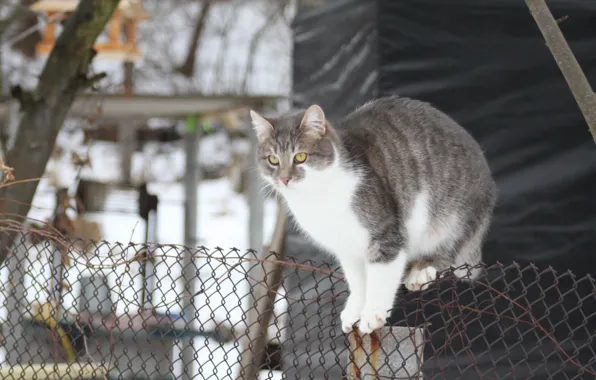 Зима, кот, котик