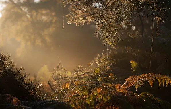 Лес, туман, утро