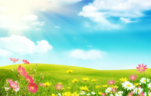 Картинка поле, лето, цветы, ромашки, солнечные лучи, космеи
