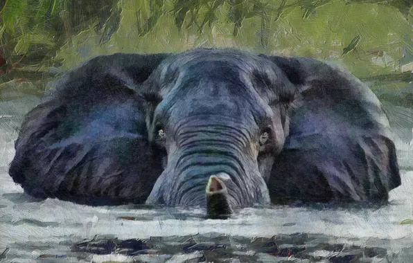 Взгляд, вода, фон, слон, хобот