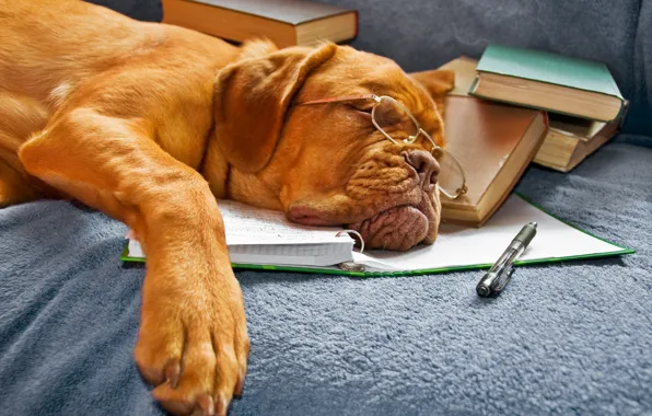 Книги, собака, очки, спит, тетрадь