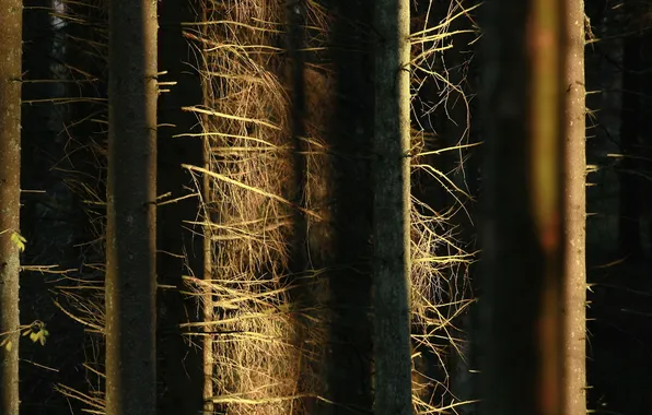 Картинка лес, свет, деревья, природа, стволы