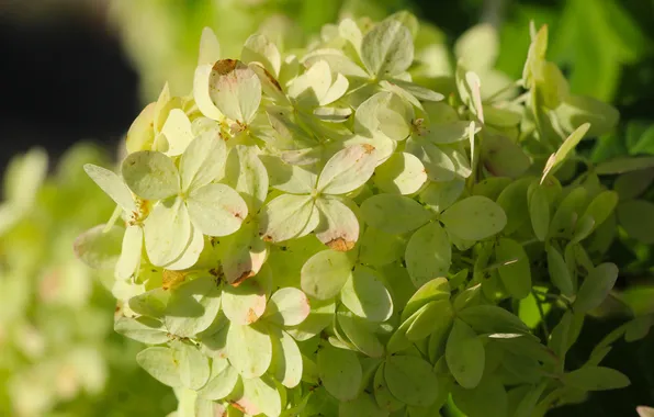 White, flower, hortensja