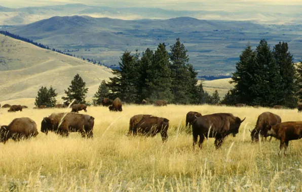 Картинка animals, buffalo, National Wildlife Refuge, herd of buffalo, national bison range