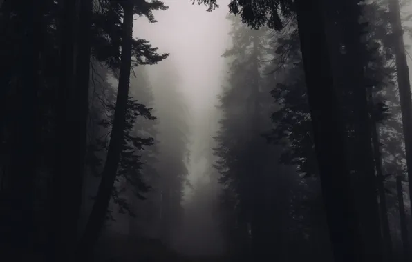 Лес, деревья, темный, глушь, дремучий