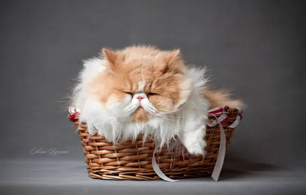 Кот, пушистый, серый фон, в корзинке, перситский кот