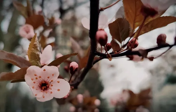 Цветы, природа, фон, весна, nature, flowers, китайка, background