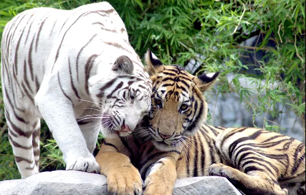 Картинка кошки, пара, тигры, белый тигр