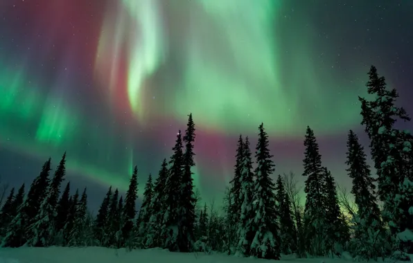 Картинка зима, лес, небо, ночь, северное сияние