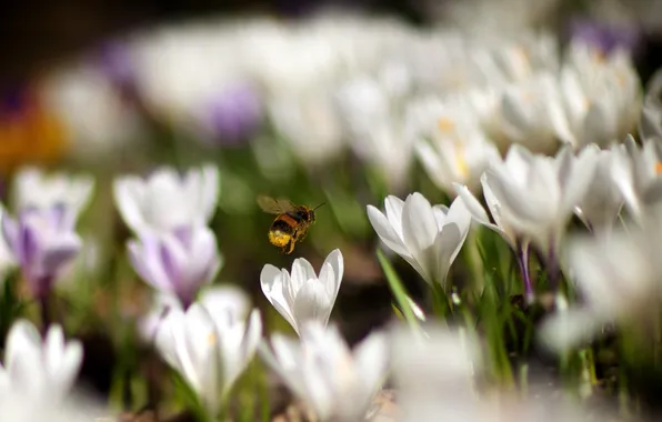 Картинка цветы, природа, пчела