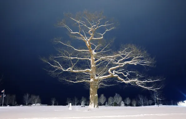Картинка снег, ночь, дерево